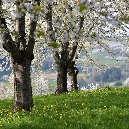 Am Paradies Couette-café Mullheim (Baden-Wurttemberg)